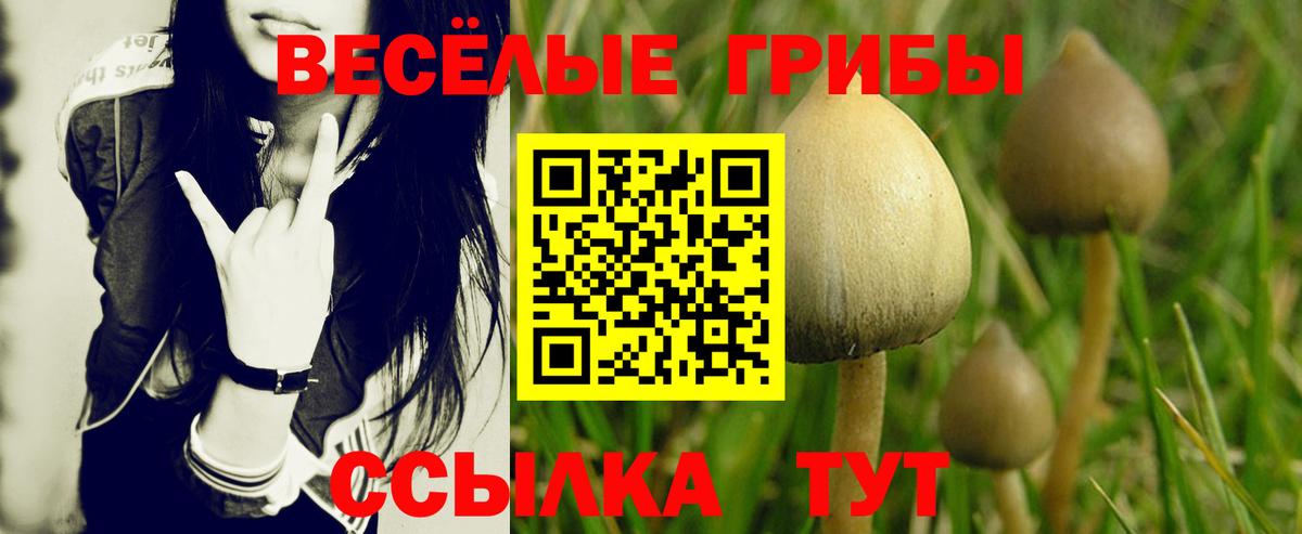 Галлюциногенные грибы Cubensis  Галлюциногенные грибы Cubensis  Вход с VPN  Волгоград 